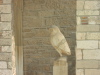 la chouette d'Athéna