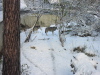 loups